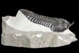 Large, Morocconites Trilobite Fossil - Morocco #85549-5